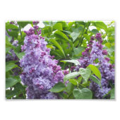Lilacs d'impression photo (Devant)