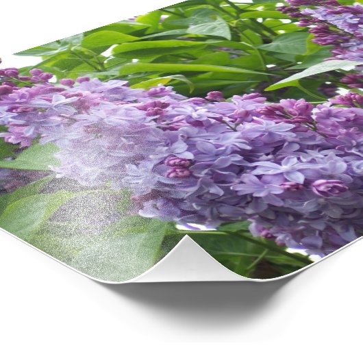 Lilacs d'impression photo (Coin)