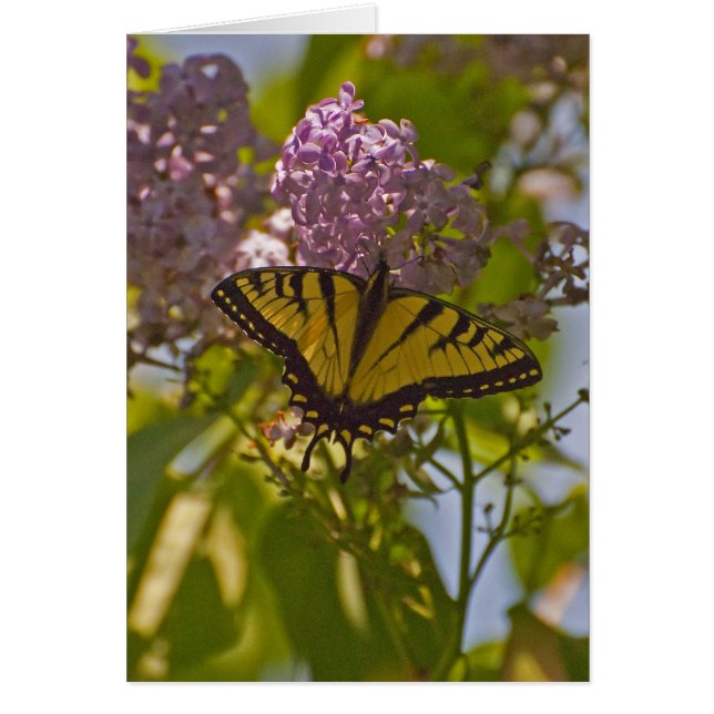Lilacs en Butterfly (Voorkant)
