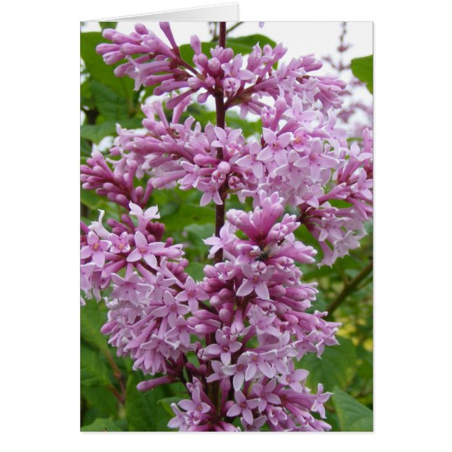 Lilacs en floraison (Devant)