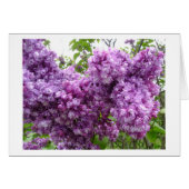 Lilacs in Bloom (Voorkant Horizontaal)