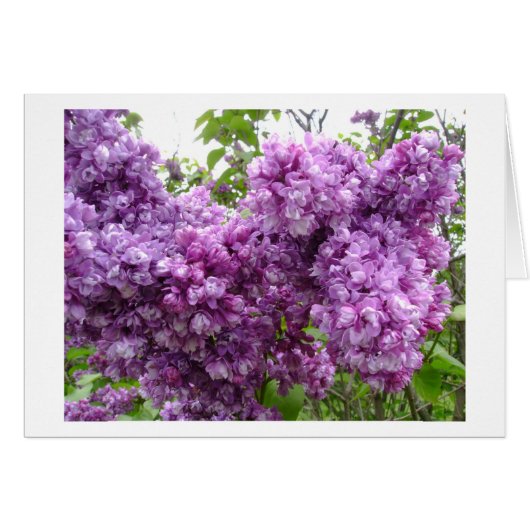 Lilacs in Bloom (Devant horizontal)