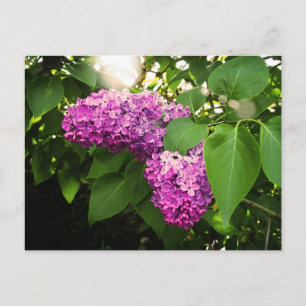 Lilacs in de zon briefkaart