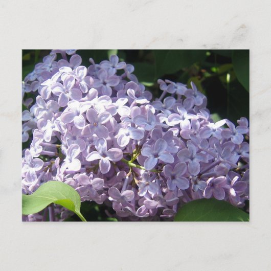 Lilacs in Full Bloom Briefkaart (Voorkant)