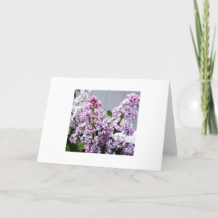Lilacs Kaart