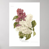 Lilacs Poster (Voorkant)