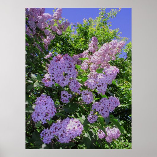 Lilacs Poster (Voorkant)