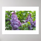 Lilacs Poster (Voorkant)