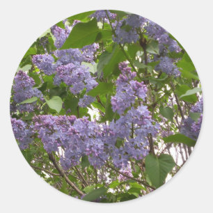 Lilacs-Stickers Ronde Sticker