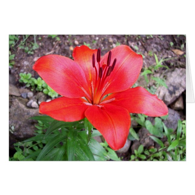 Lilie rouge 1 (Devant horizontal)
