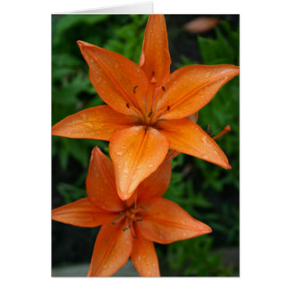 Lilies 3