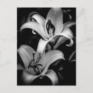 Lilies Briefkaart