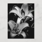 Lilies Briefkaart (Voorkant)