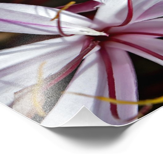 Lilies Foto Afdruk (Hoek)