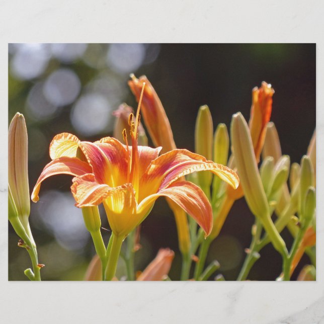 Lilies in de zon (Voorkant)