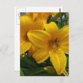Lilies in het Briefkaart Rain (Voorkant / Achterkant)