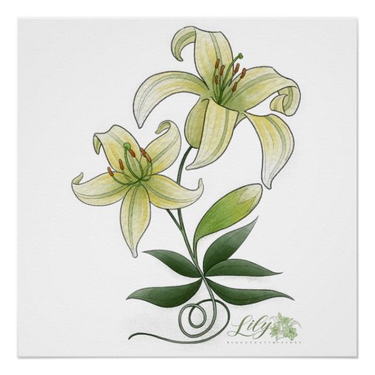 Lilies Perfect Poster (Voorkant)