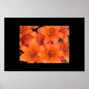 Lilies Poster