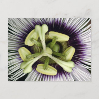 Lilikoi Flower Briefkaart