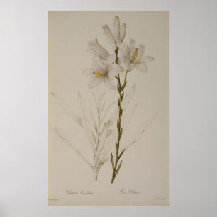Lilium Candidum uit "Les Liliacees", 1807 Poster