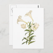 Lilium longiflorum briefkaart (Voorkant / Achterkant)