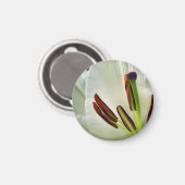 Lilium Oriental Magnet blanc (Recto/Verso)