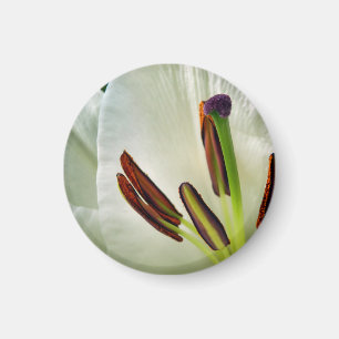 Lilium Oriental Magnet blanc