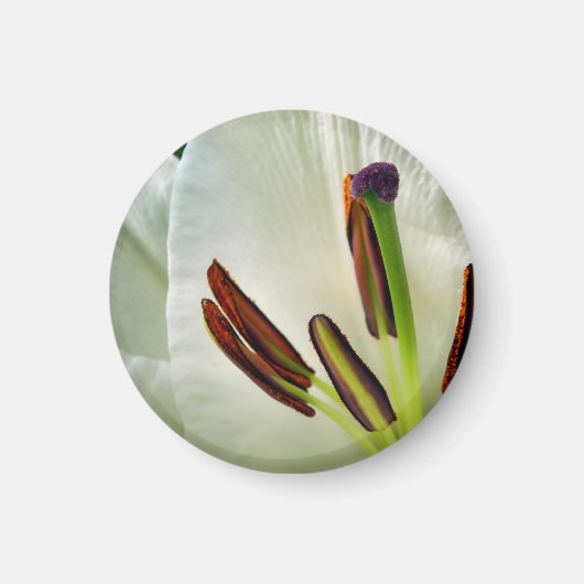 Lilium Oriental Magnet blanc (Devant)