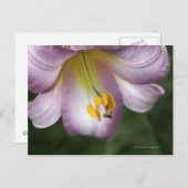 Lilium regale is een trompetbloemige lelie, inheem briefkaart (Voorkant / Achterkant)