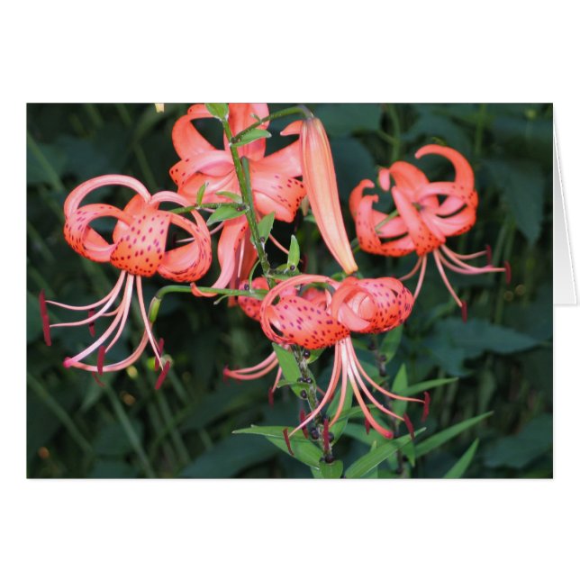 Lillies de tigre (Devant horizontal)