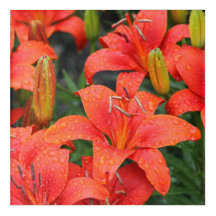 Lillies Foto