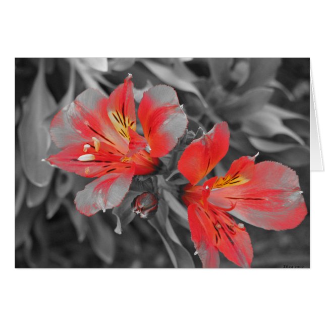 Lillies noir et blanc (Devant horizontal)