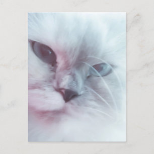 Lilly Briefkaart