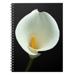 Lilly Carnet