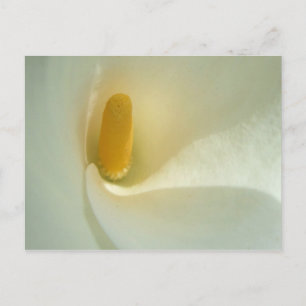 Lilly Center Briefkaart