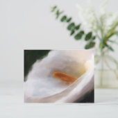 Lilly de la carte postale du Nil (Debout devant)