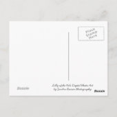 Lilly de la carte postale du Nil (Dos)