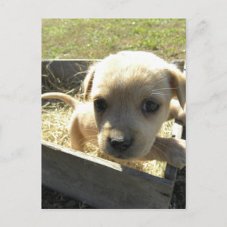 Lilly in a Box Briefkaart