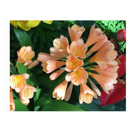 Lilly orange carte postale