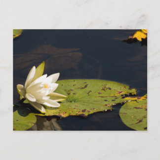 Lilly Pad Briefkaart