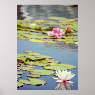 Lilly Pond Flowers Poster