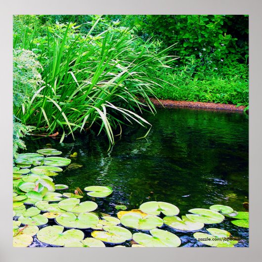 lilly vijver, www.zazzle.com/jbpeanut poster (Voorkant)