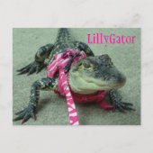 LillyGator Alligator Rescue Briefkaart (Voorkant)