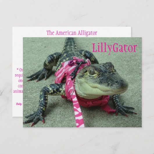 LillyGator Alligator Secourir carte postale (Devant / Derrière)