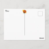 Lil'Pumpkin Head Briefkaart (Achterkant)