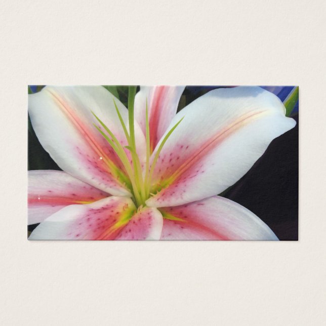 Lily (Devant)