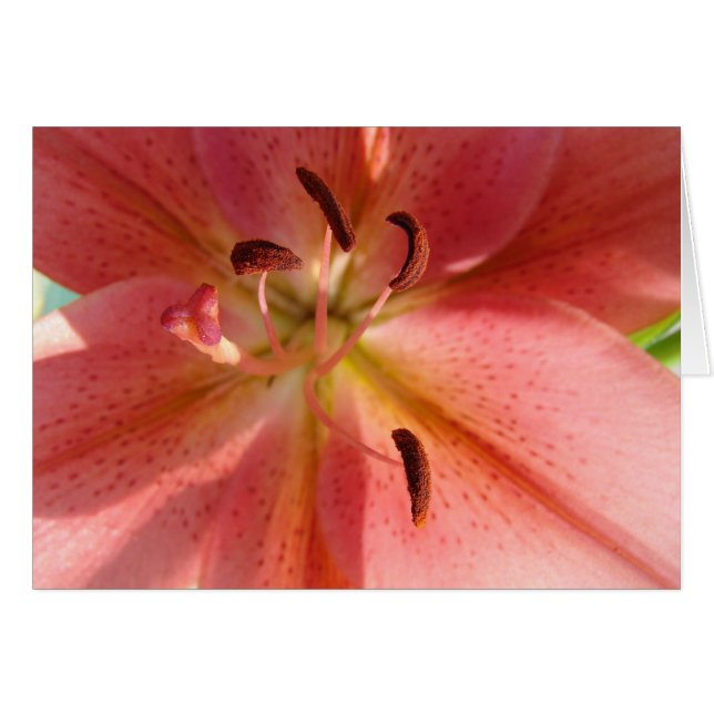 Lily (Devant horizontal)