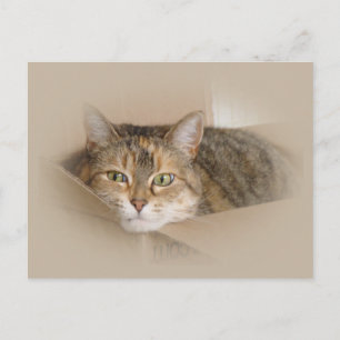 Lily #2 briefkaart