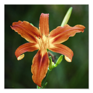 Lily 6588 foto afdruk