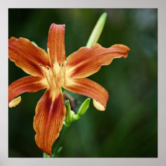 Lily 6588 Impression (Devant)